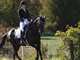 Enjoy the dressage horse