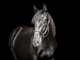 Erwin the dressage horse