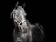 Gambit the dressage horse