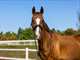 Icy the dressage horse