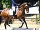 Poet the dressage horse