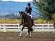 Romeo the dressage horse