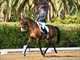 Vicky Walling riding dressage
